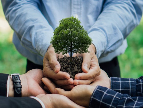 Imagen de manos superpuestas de 3 personas con un mini arbol sobre ellas